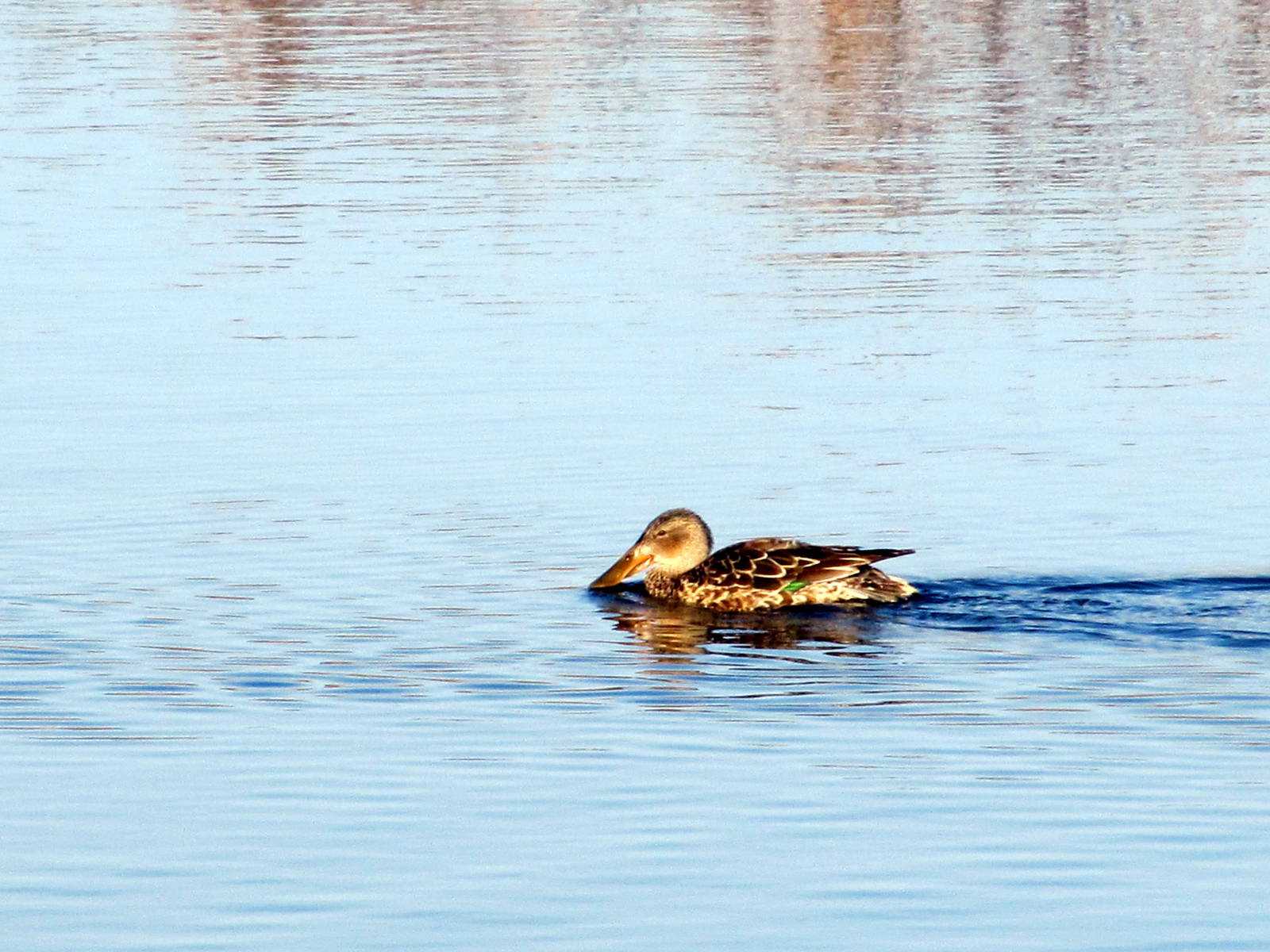 Northern Shoveler