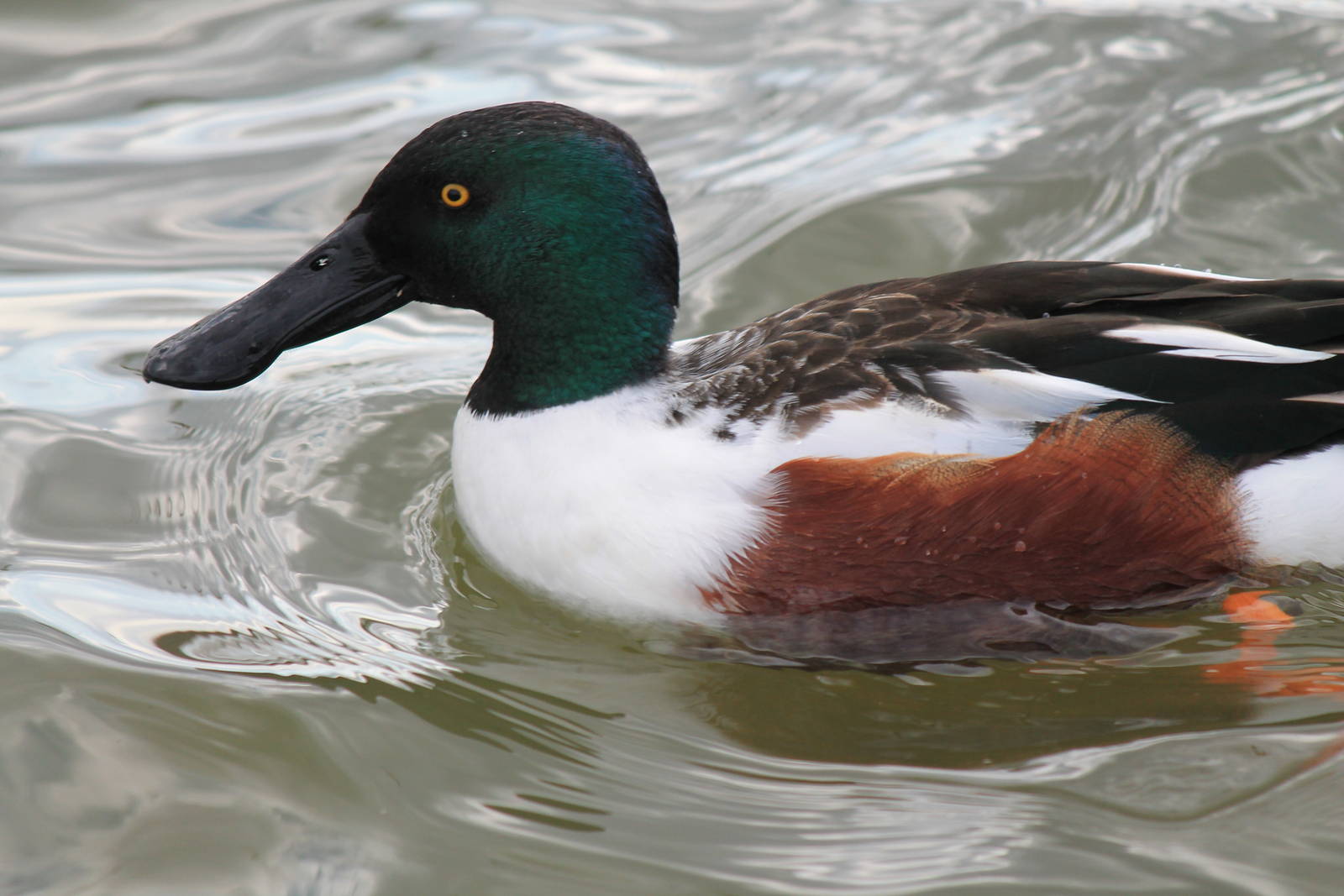 Northern Shoveler