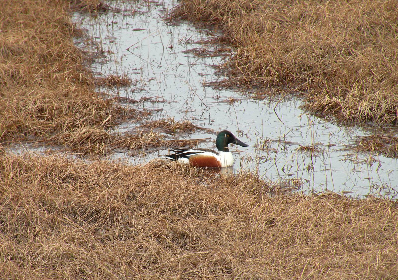 Northern Shoveler