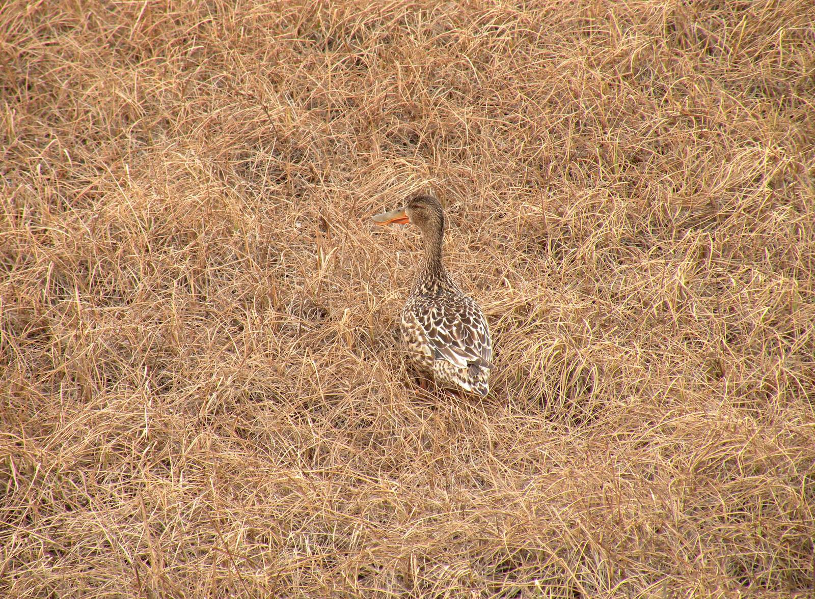 Northern Shoveler
