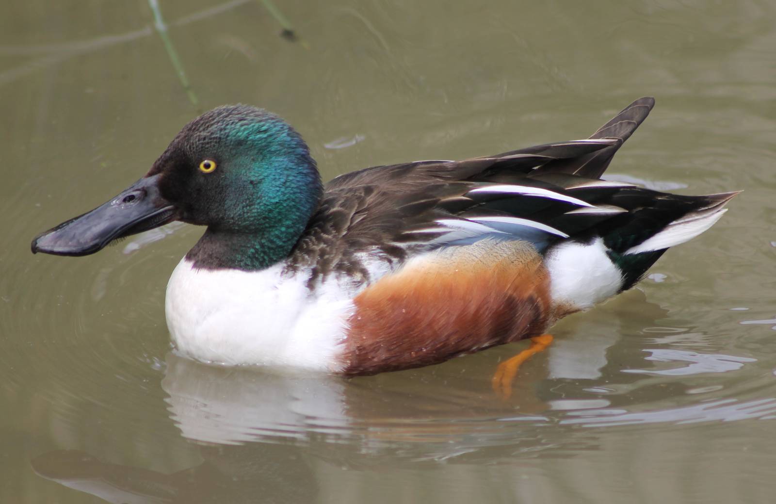 Northern shoveler