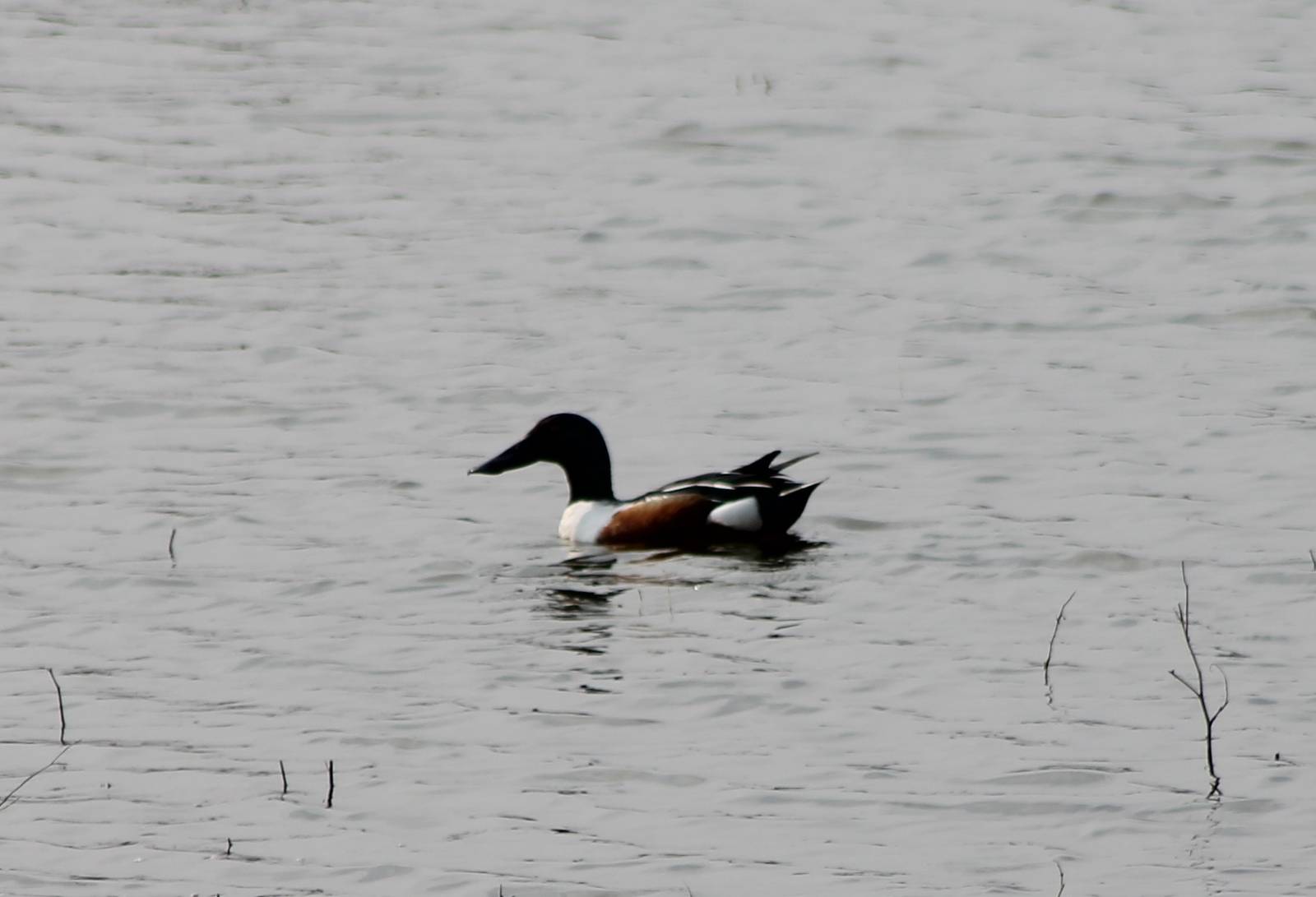 Northern shoveler