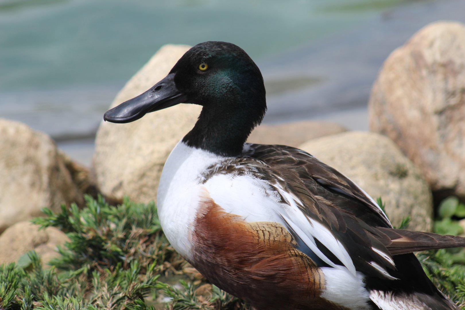 Northern Shoveler