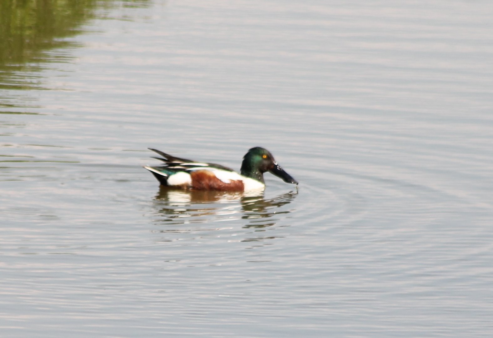 Northern shoveler