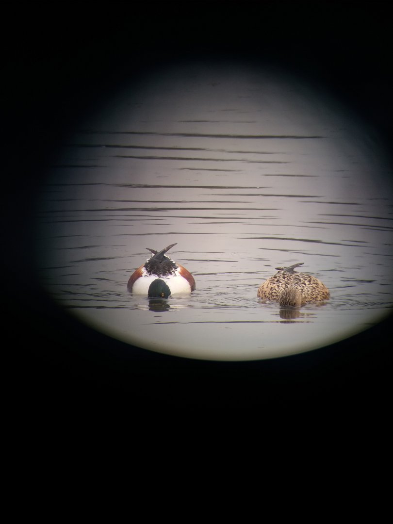 Northern shoveler