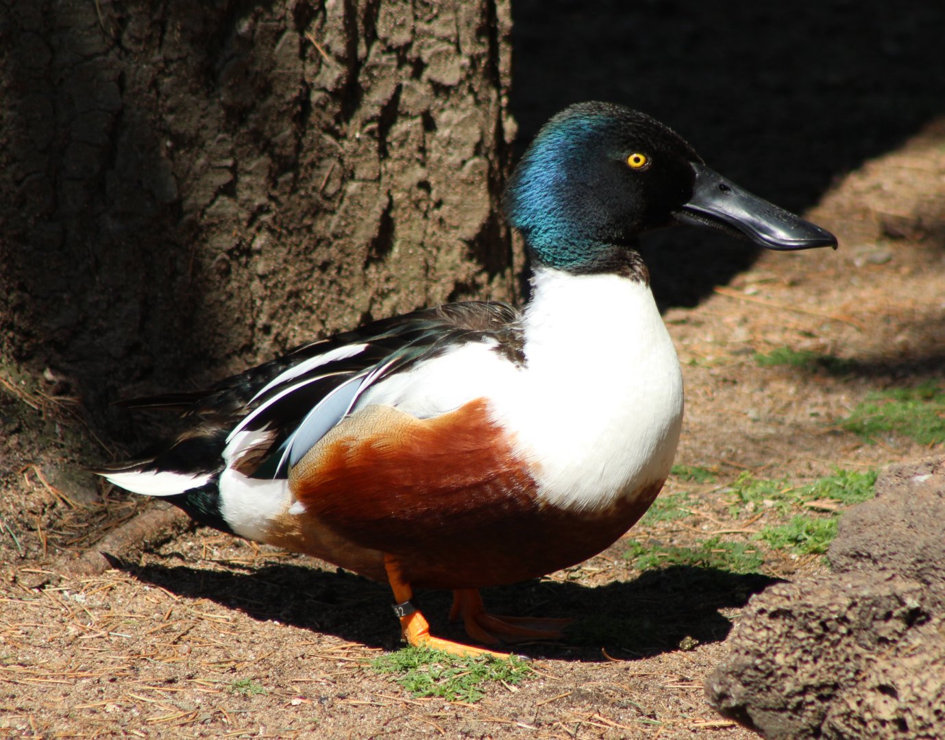 Northern shoveler