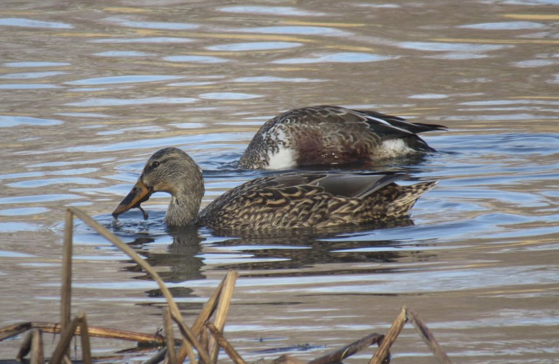 Northern shoveler