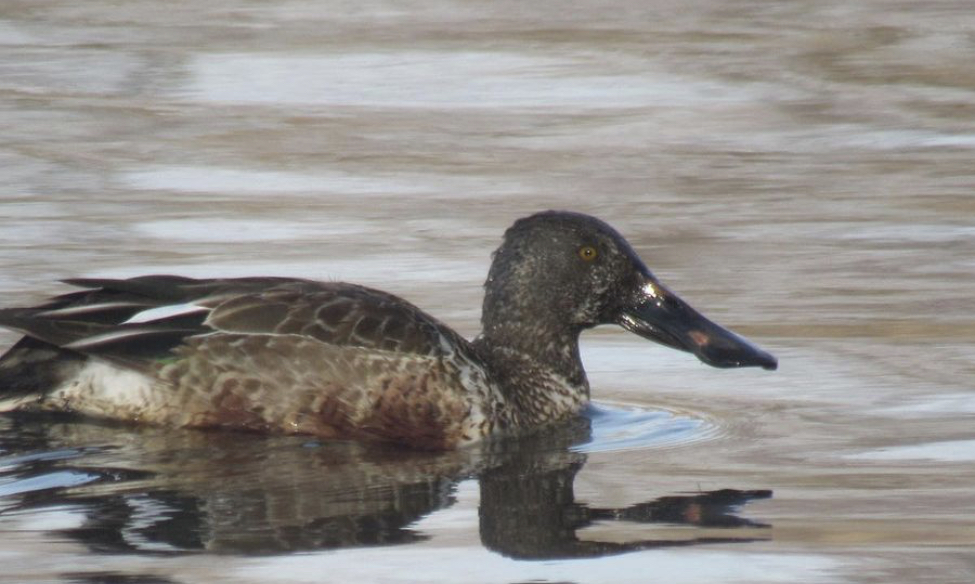 Northern shoveler