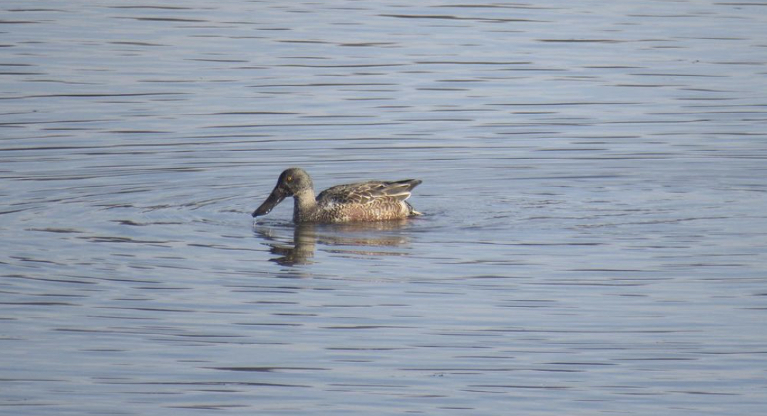 Northern shoveler