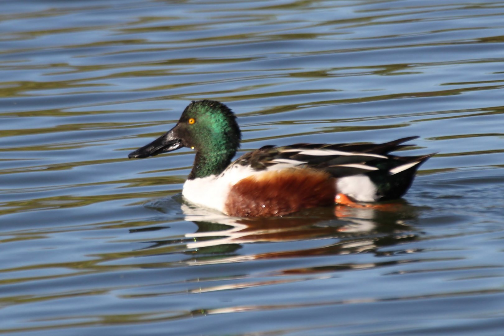 Northern Shoveler
