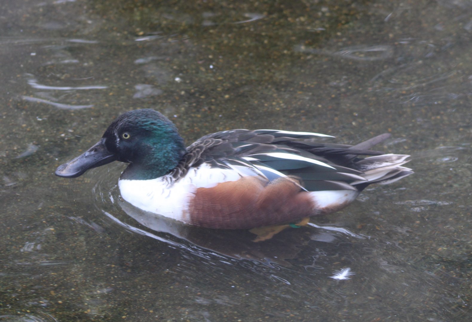 Northern shoveler