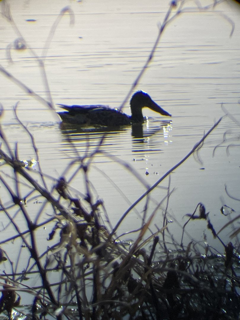 Northern Shoveler
