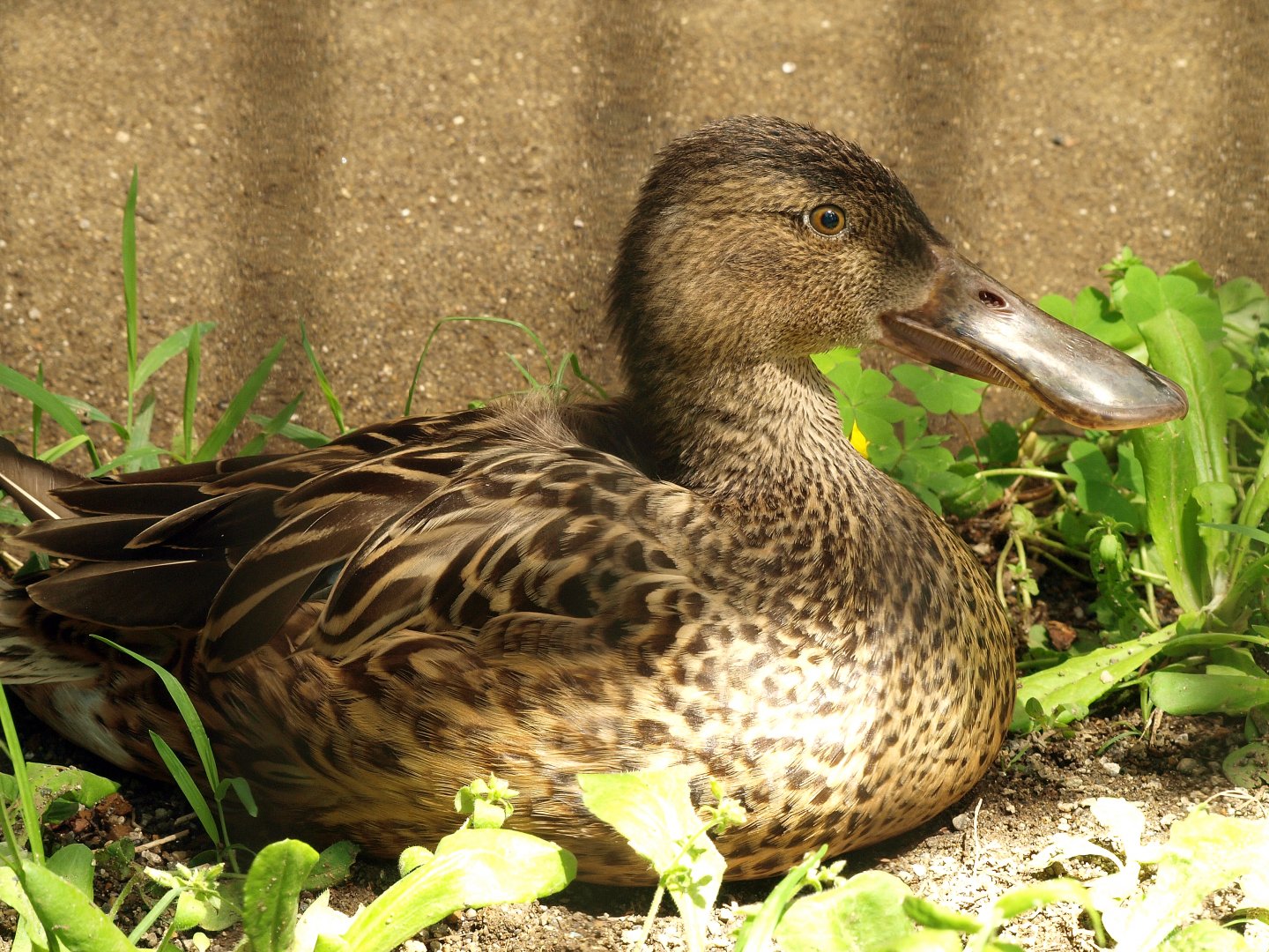 Northern shoveler