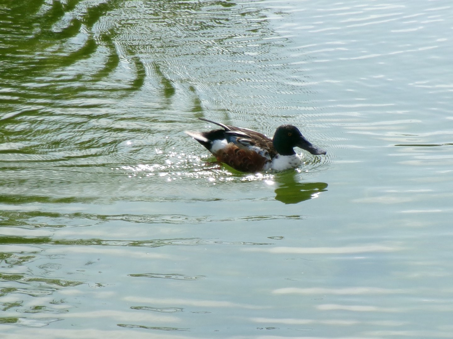 Northern shoveler