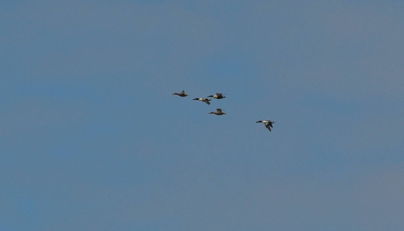 Northern Shovelers - Alaska (Potter Marsh)