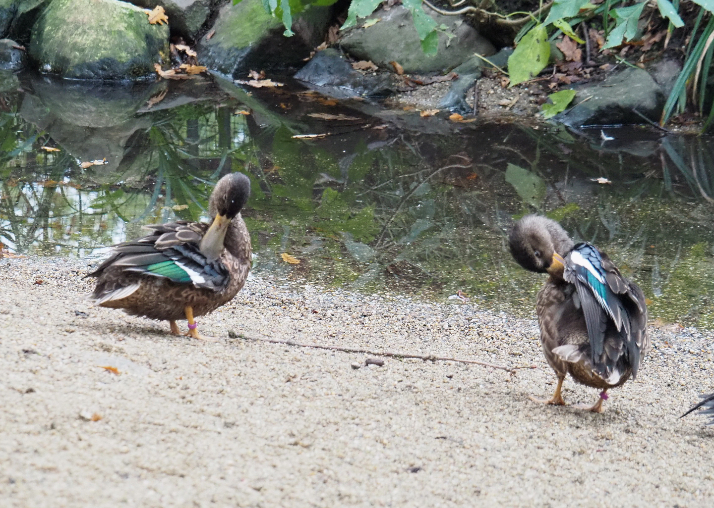 Northern shovelers (Spatula clypeata), 2021-11-06