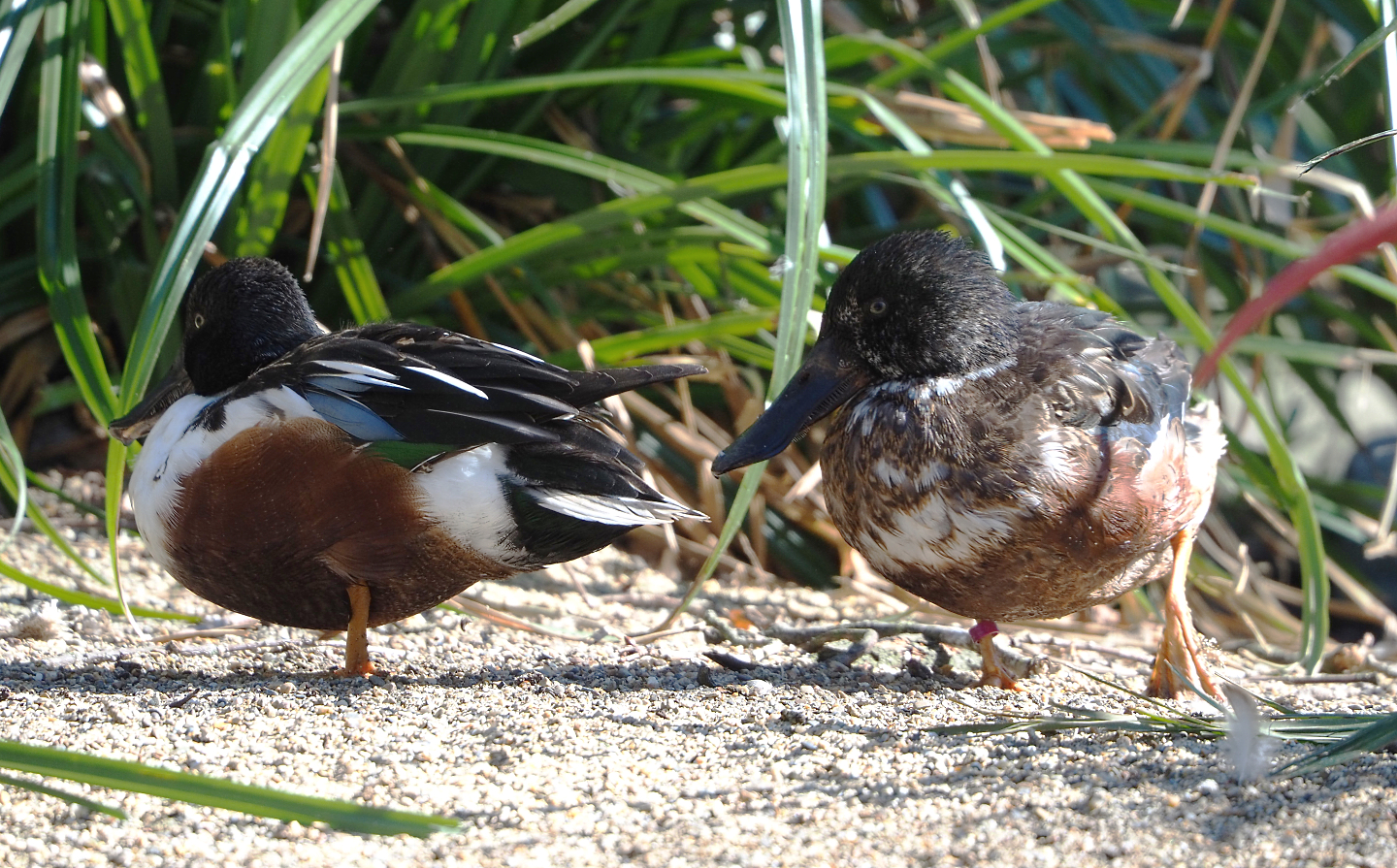 Northern shovelers (Spatula clypeata), 2022-03-08