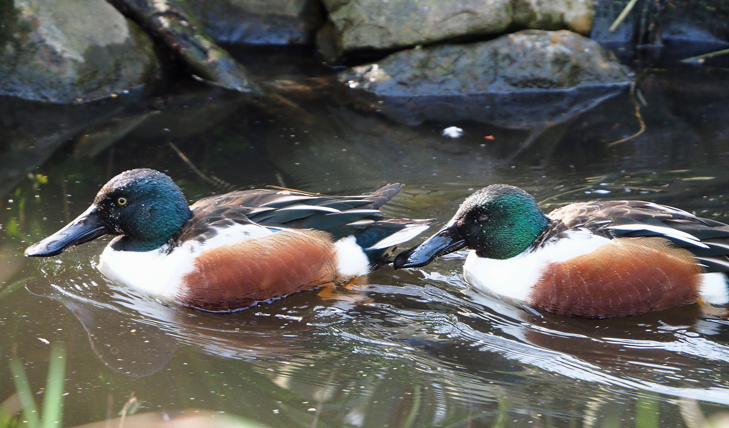 Northern shovelers (Spatula clypeata), 2022-04-12