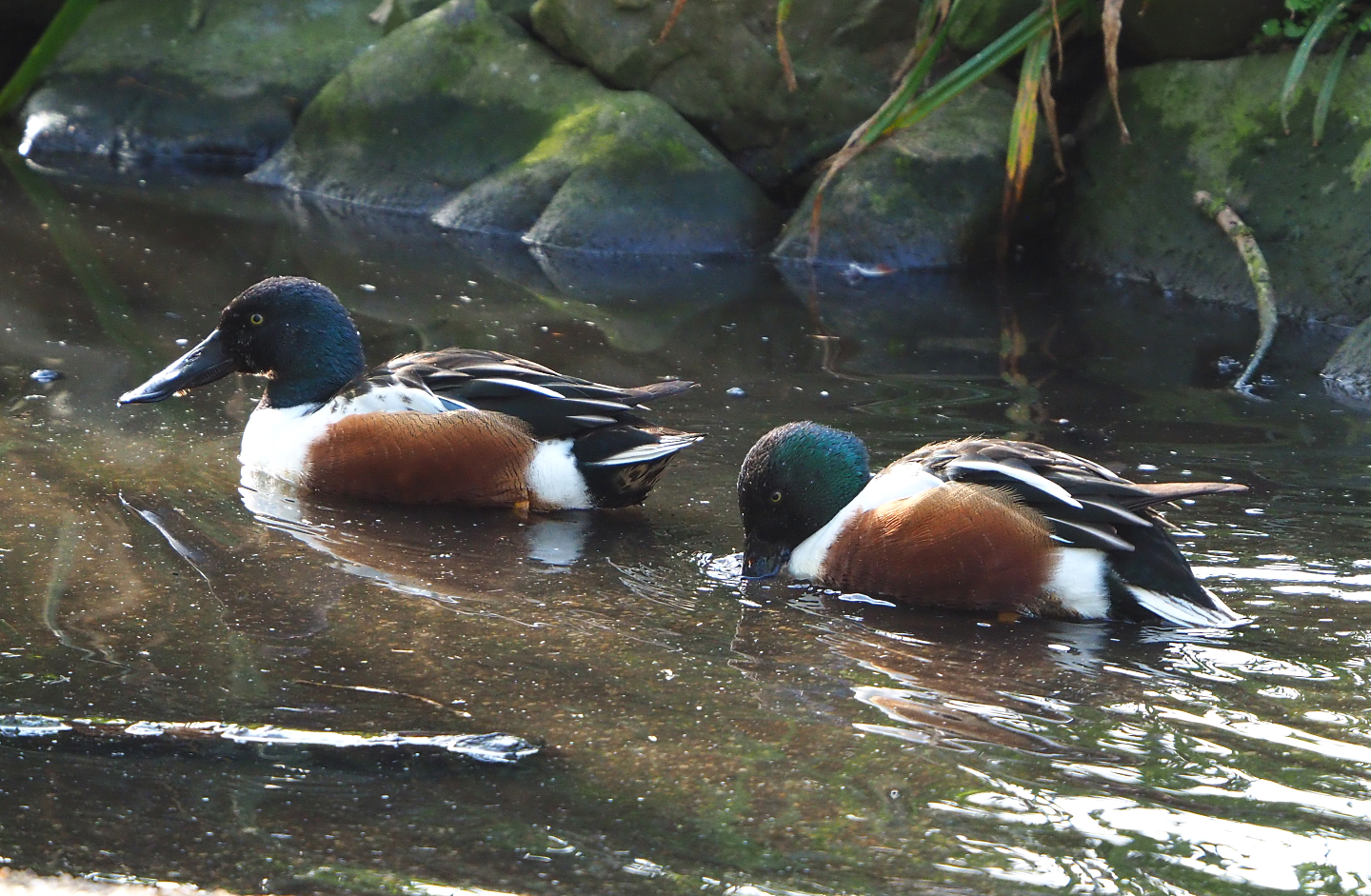 Northern shovelers (Spatula clypeata), 2022-04-12