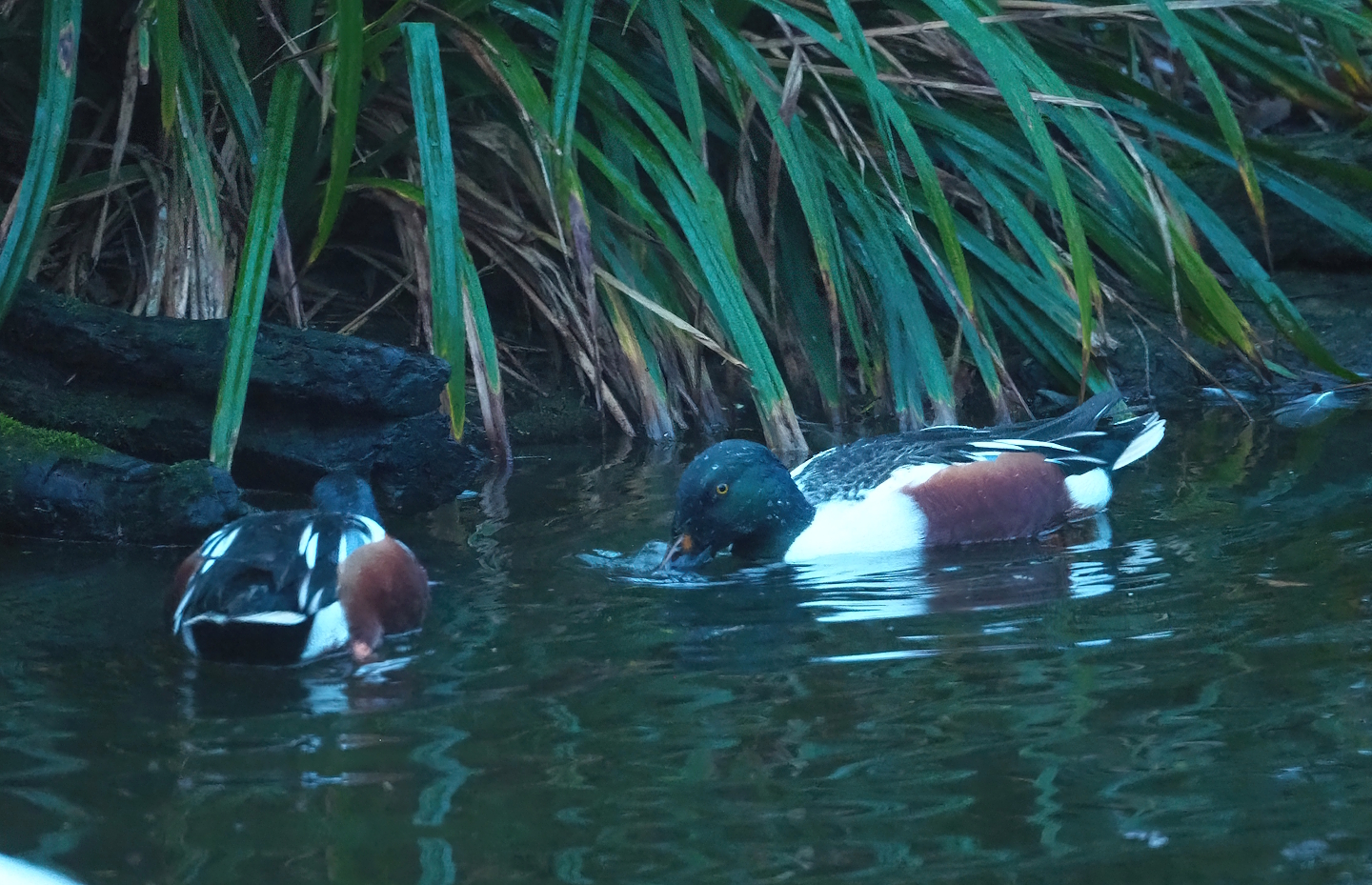 Northern shovelers (Spatula clypeata), 2024-01-01