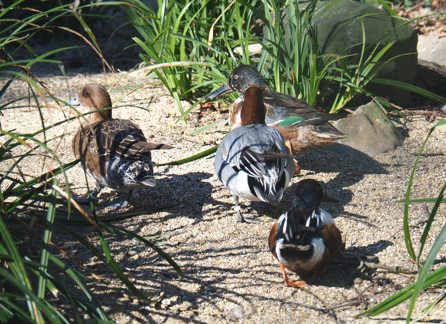 Northern shovelers (Spatula clypeata) and Eurasian wigeons (Mareca penelope), 2022-03-08