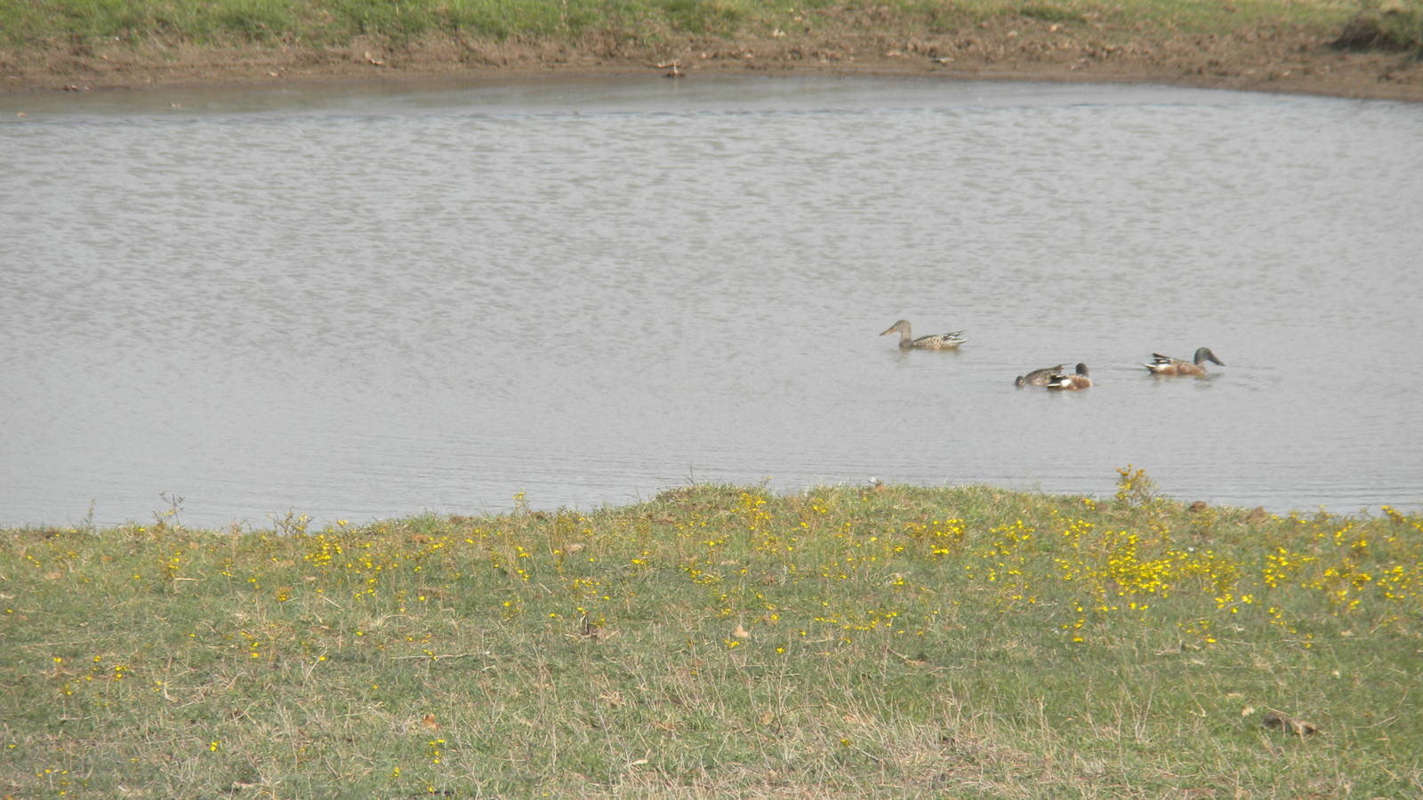 Northern Shovelers