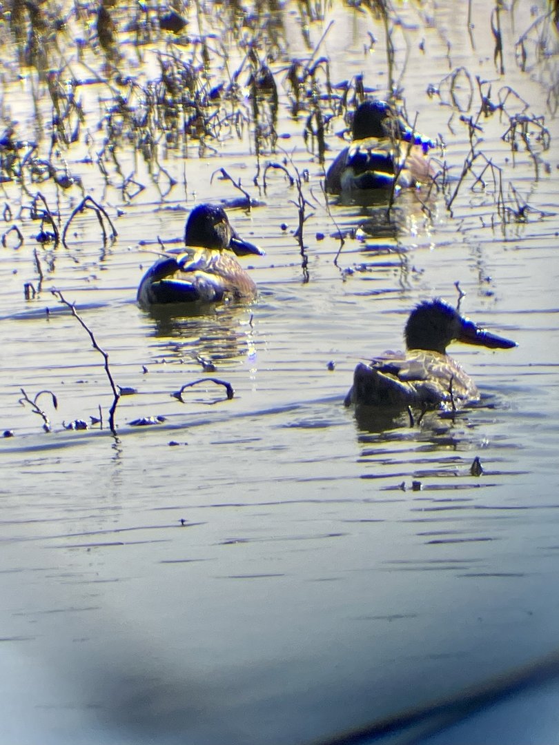 Northern Shovelers