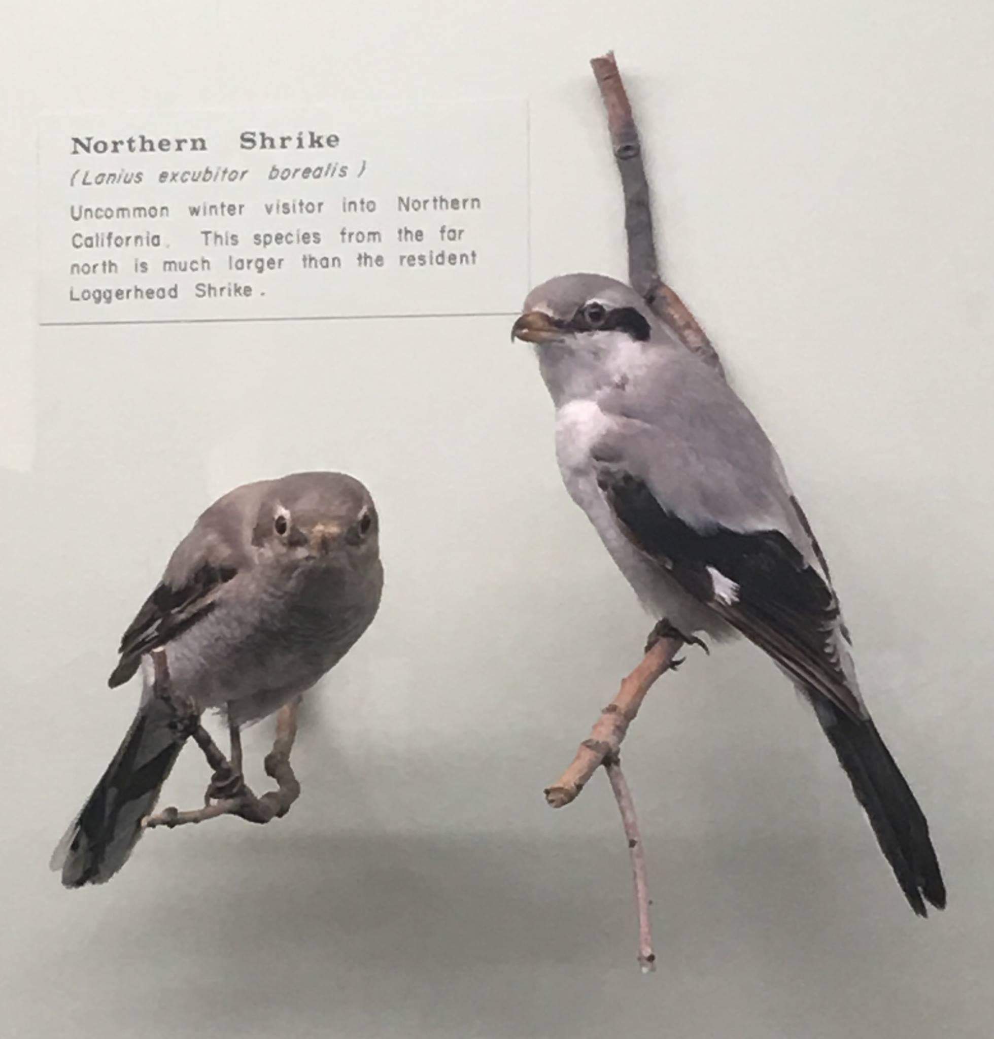 Northern shrike (Lanius excubitor borealis)