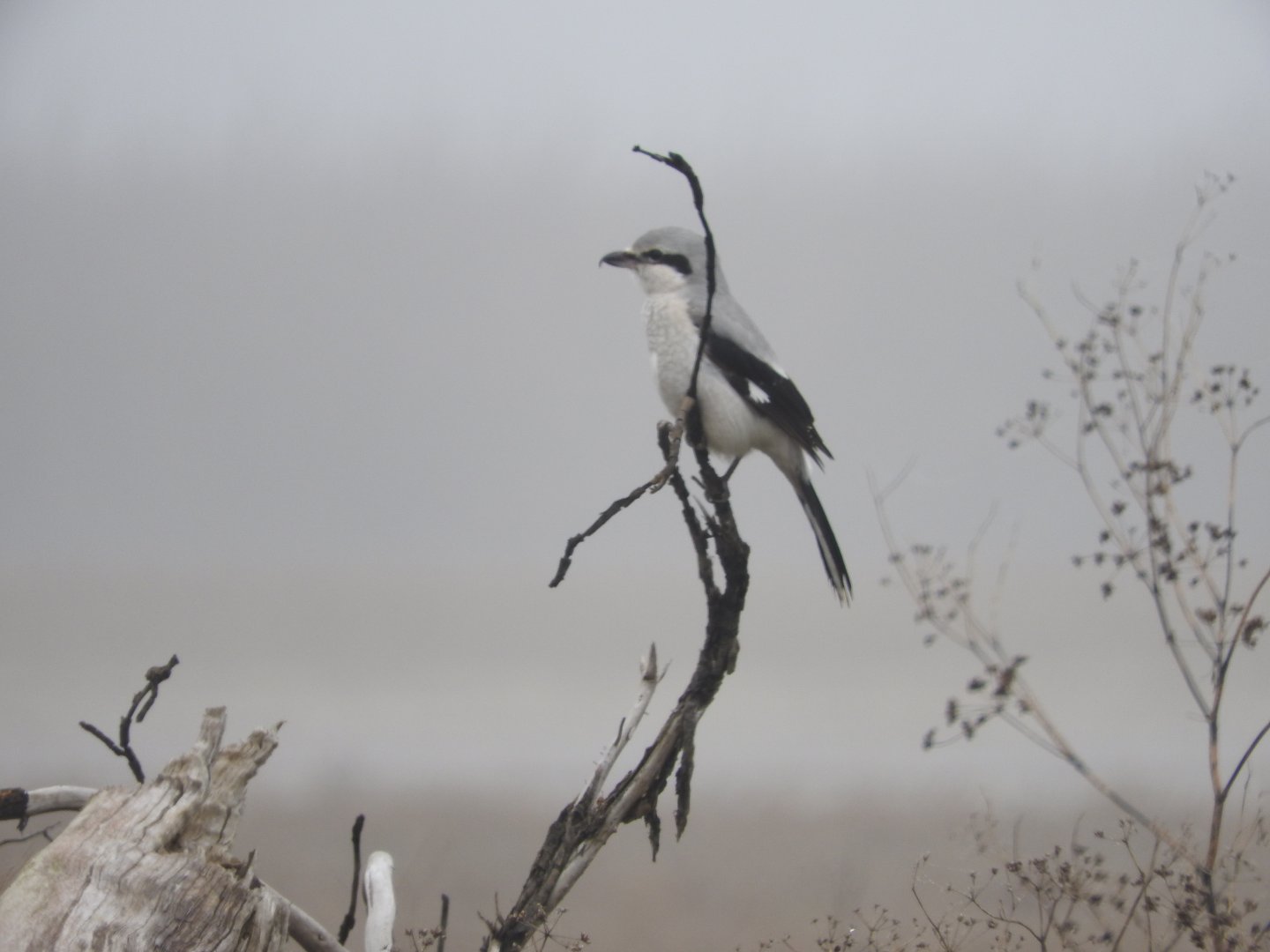 Northern Shrike