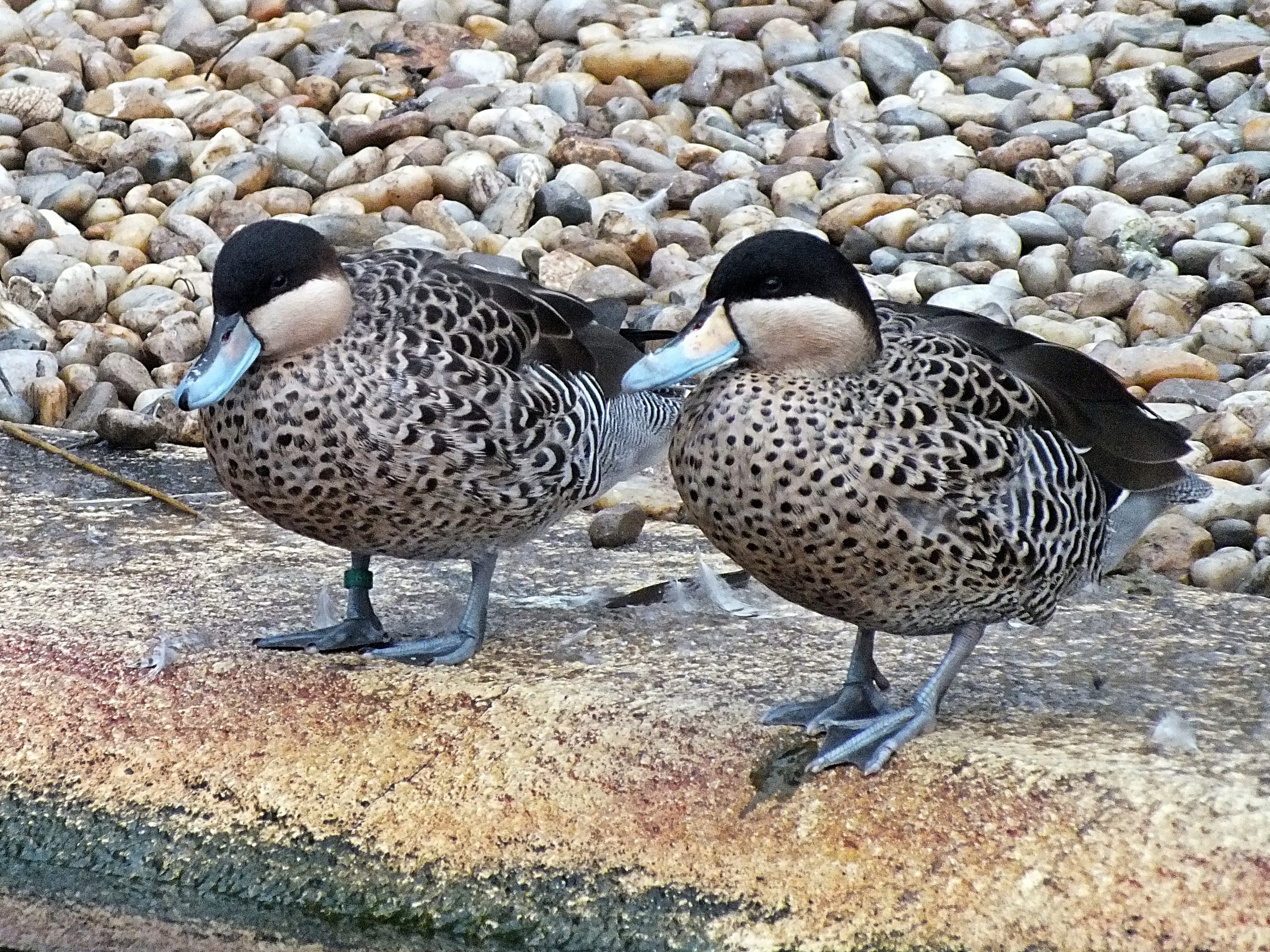 Northern silver teals