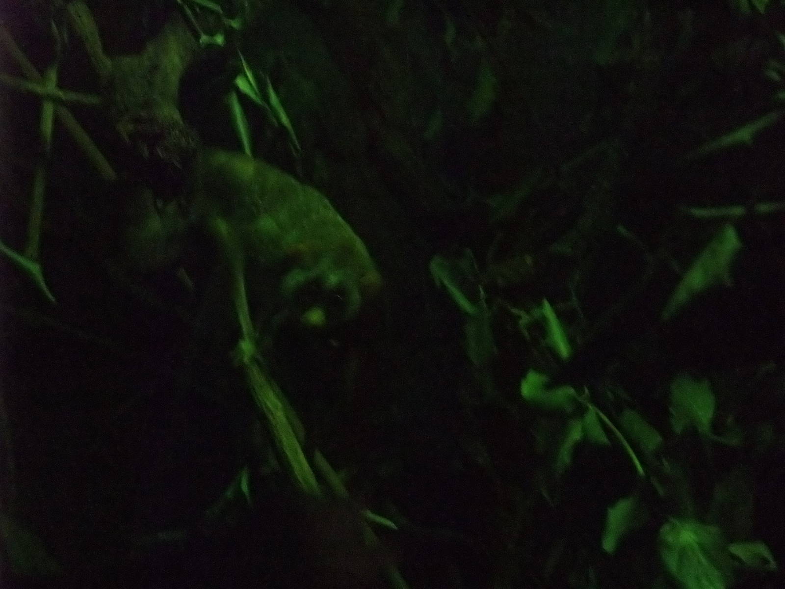 Northern Slender Loris at London, 16/11/11