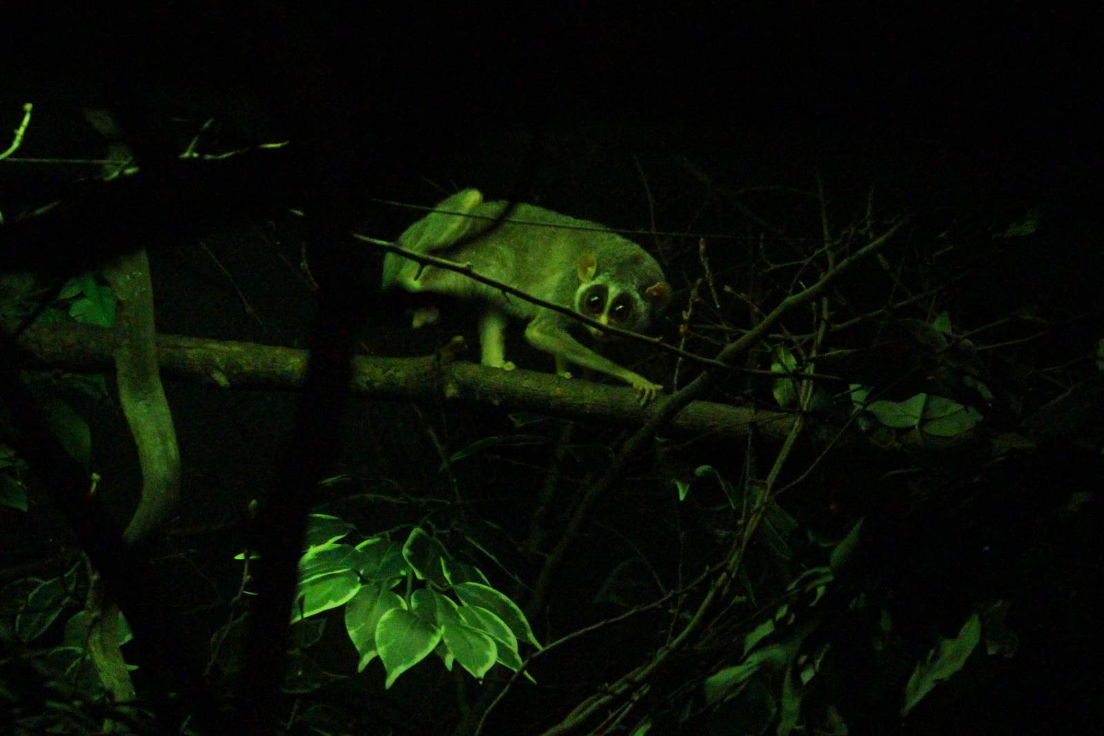 Northern slender loris, June 2013