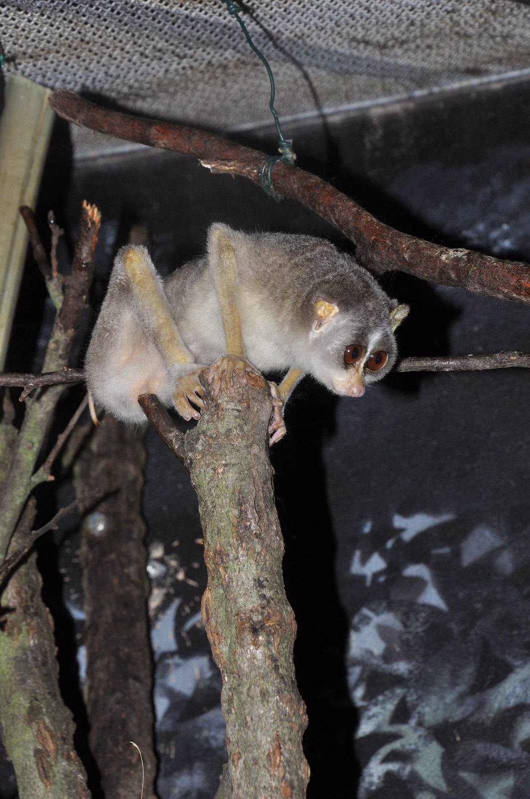 Northern Slender Loris  (Loris lydekkerianus nordicus)