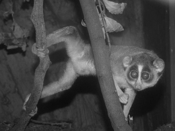 Northern Slender Loris, Nightzone