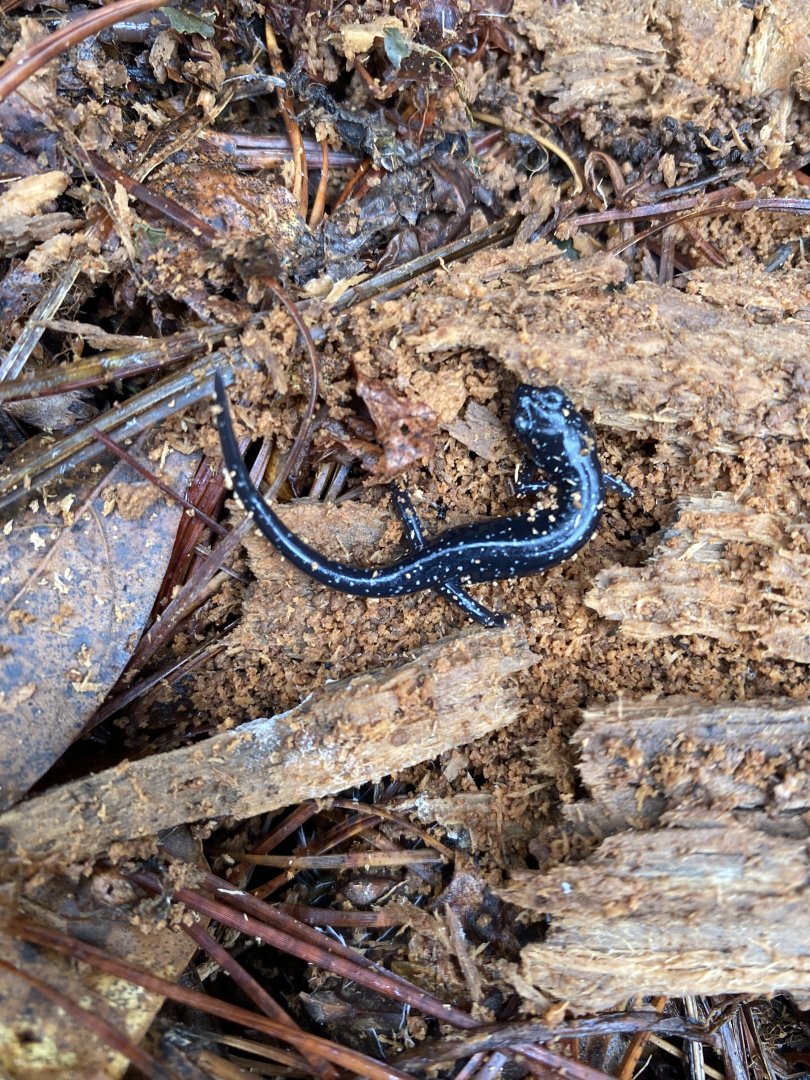 Northern Slimy Salamander (Plethodon glutinosus)