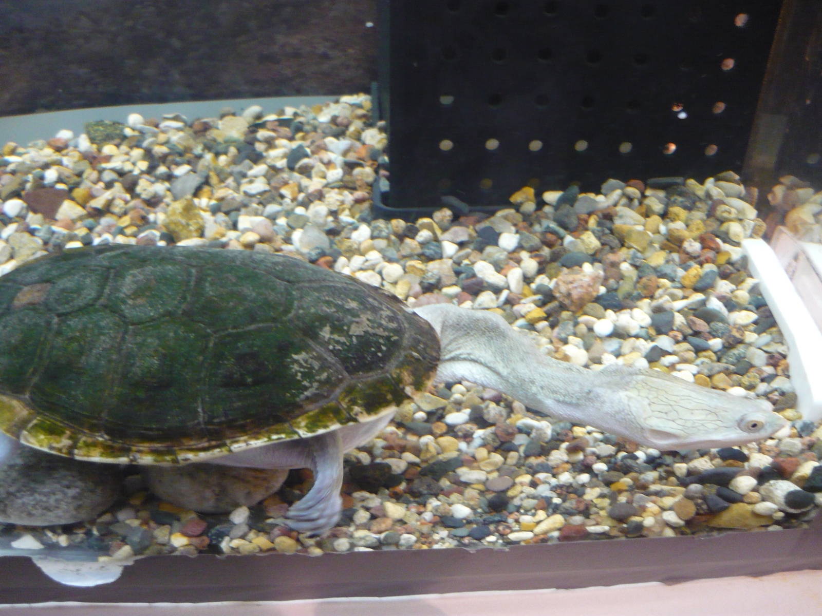 Northern snake-necked turtle (Chelodina oblonga)