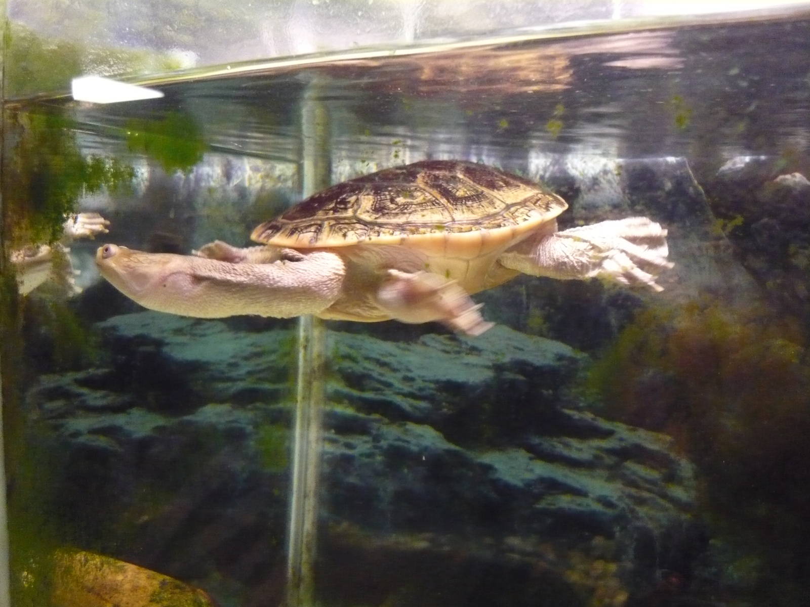 Northern snake-necked turtle (Chelodina oblonga)