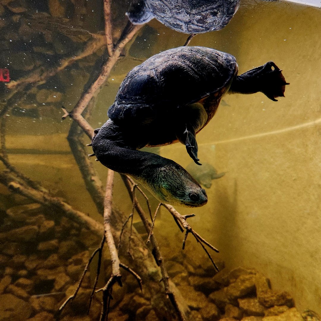 Northern Snake-Necked Turtle (Chelodina rugosa) and Male Fly River Turtle (Carettochelys insculpta)