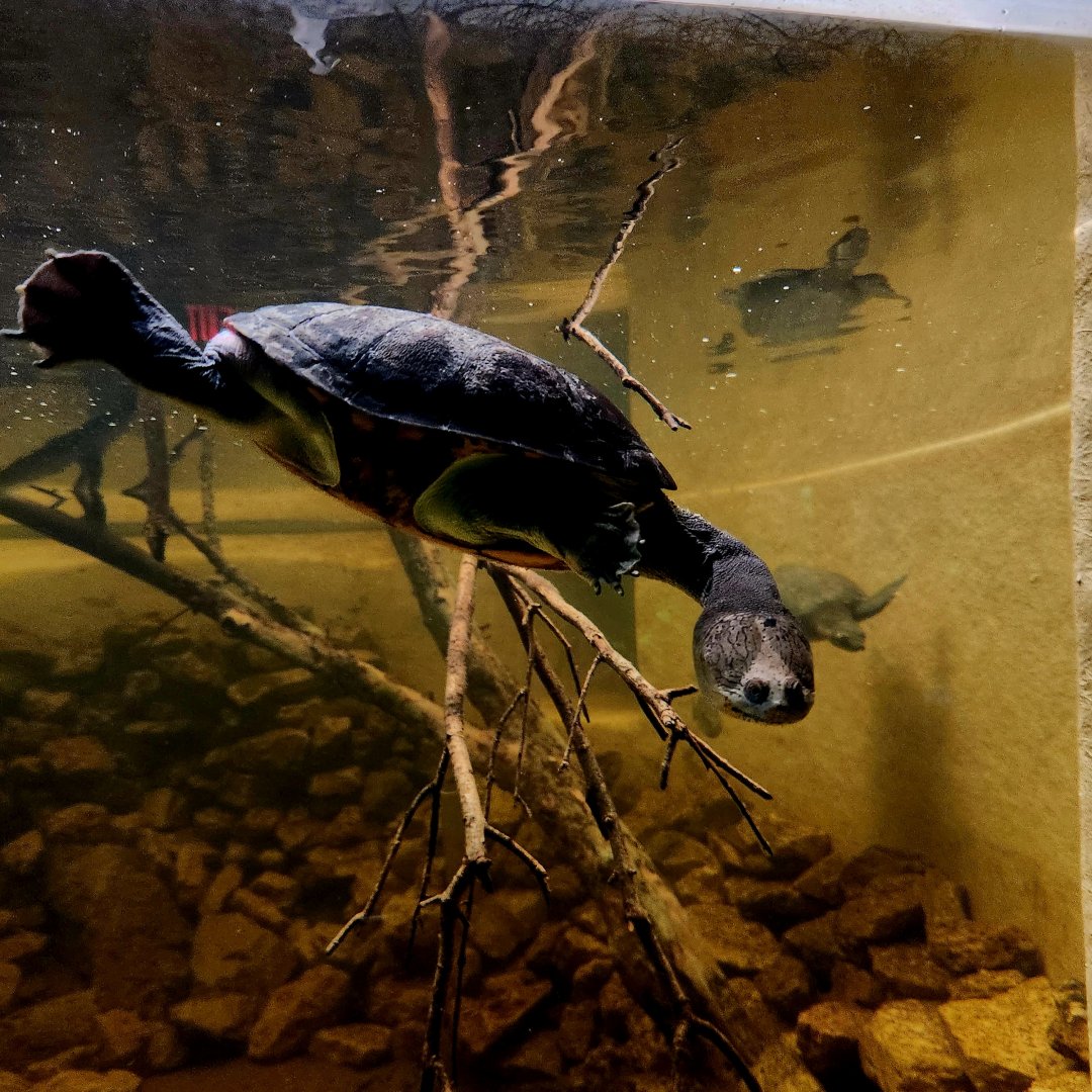Northern Snake-Necked Turtle (Chelodina rugosa) and Male Fly River Turtle (Carettochelys insculpta)