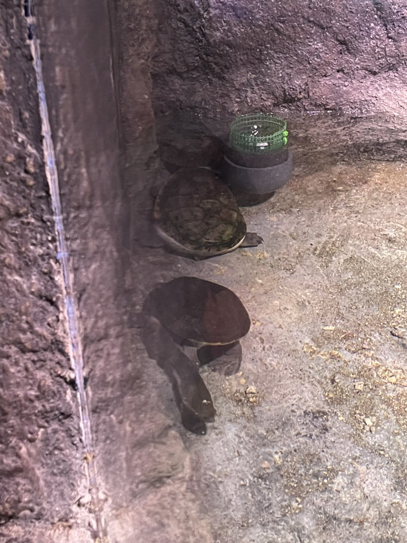 northern snake-necked turtle (chelodina rugosa) - BX Sea