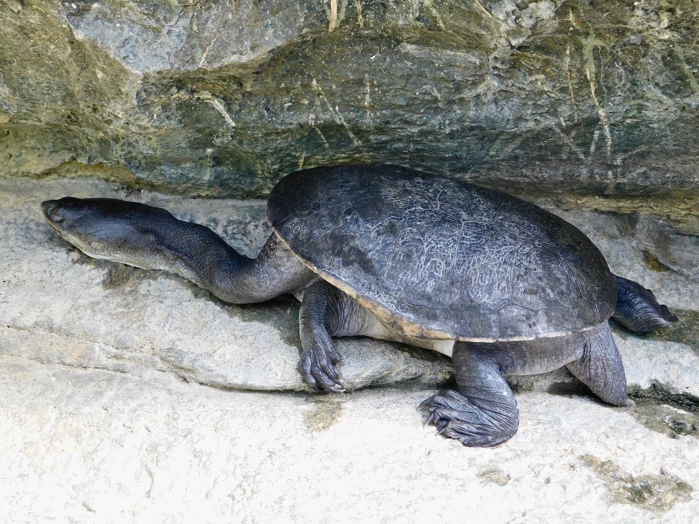 Northern Snake-Necked Turtle (Chelodina rugosa) February 23, 2025