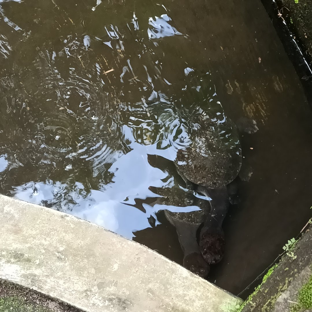 Northern snake-necked turtle (Chelodina rugosa) - Sato Loka Resto & Conservation Park