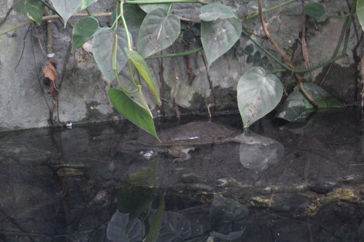Northern snake-necked turtle (Chelodina rugosa)