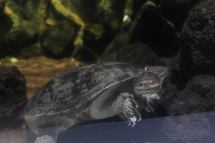 Northern snake-necked turtle (Chelodina rugosa)