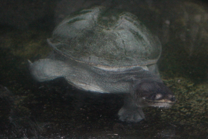 Northern snake-necked turtle (Chelodina rugosa)