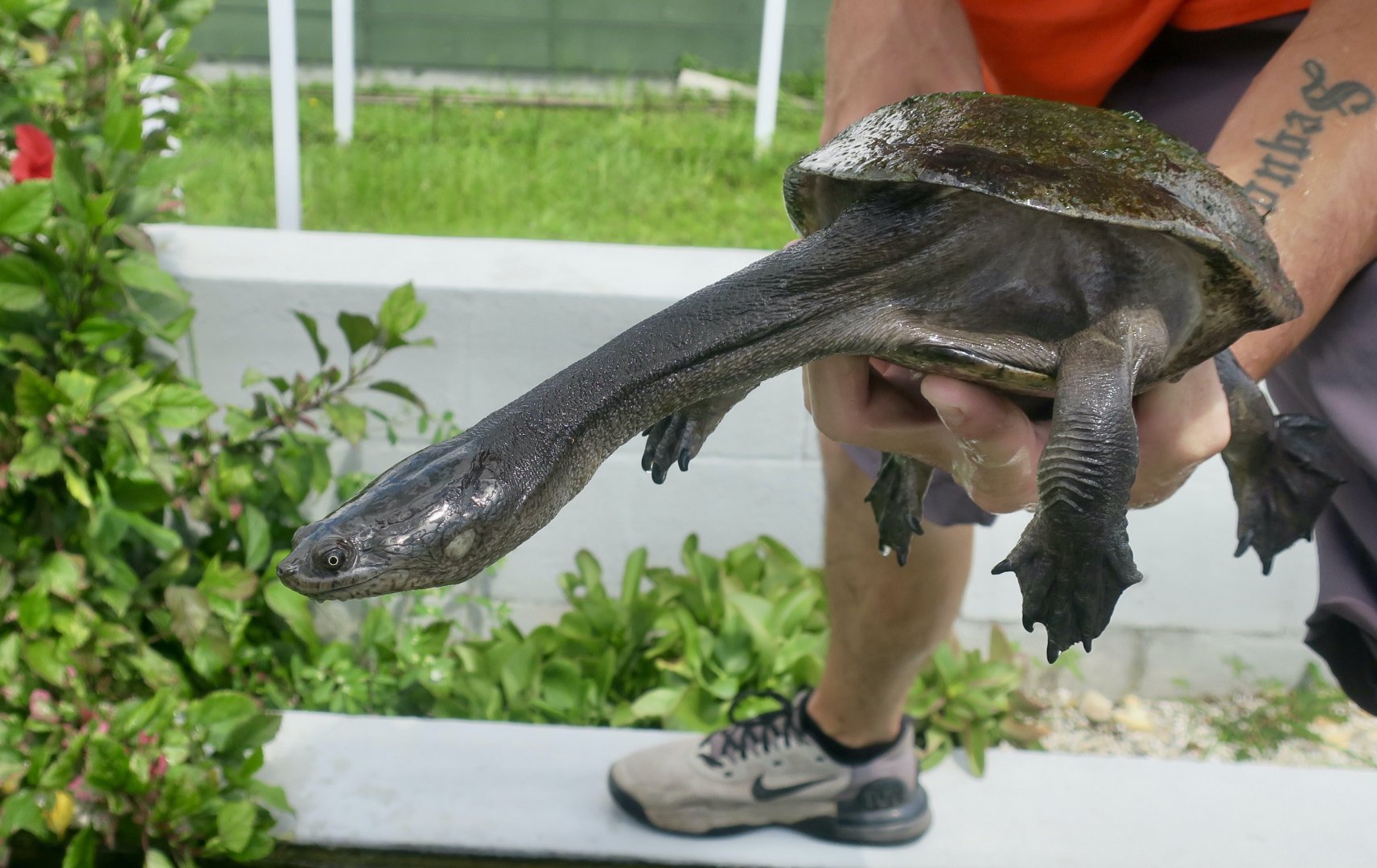 Northern Snake-Necked Turtle (Chelodina rugosa)