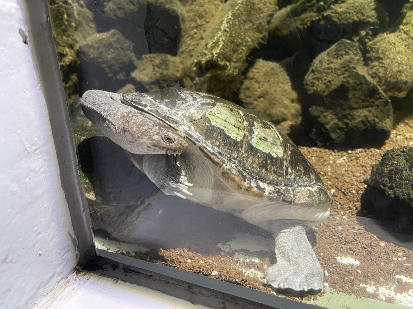northern snake-necked turtle (chelodina rugosa)