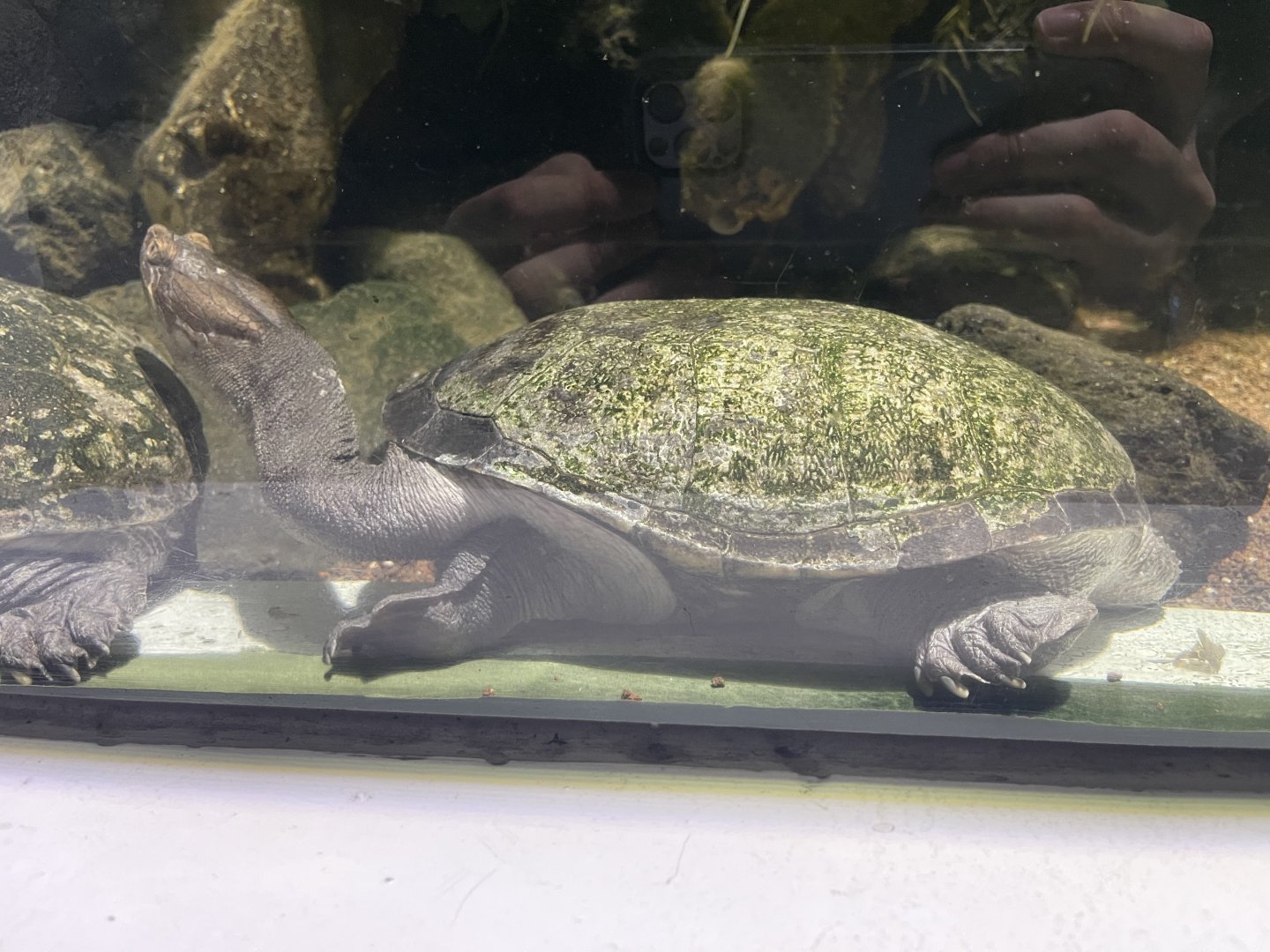 northern snake-necked turtle (chelodina rugosa)