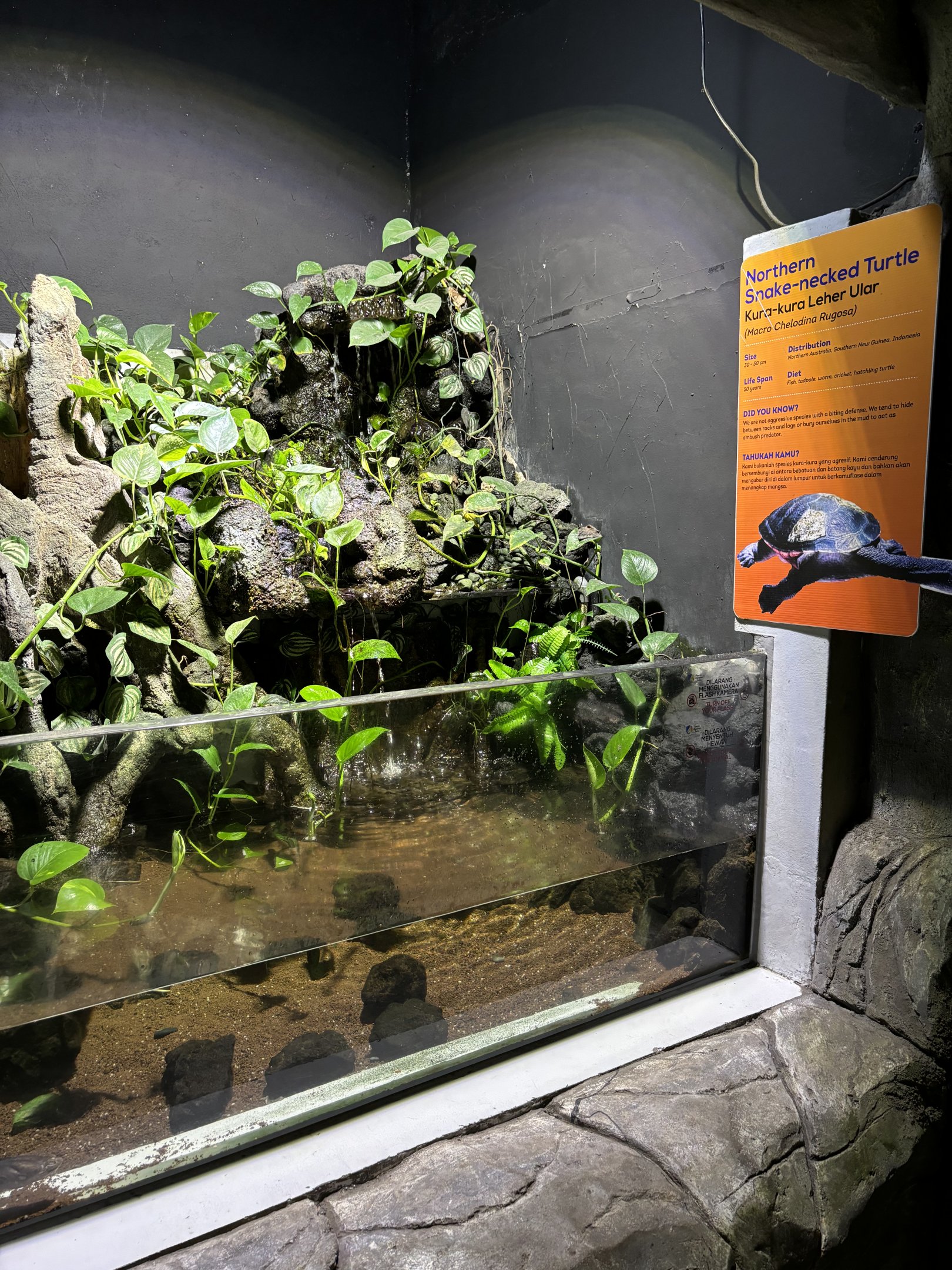 Northern Snake-necked Turtle Exhibit