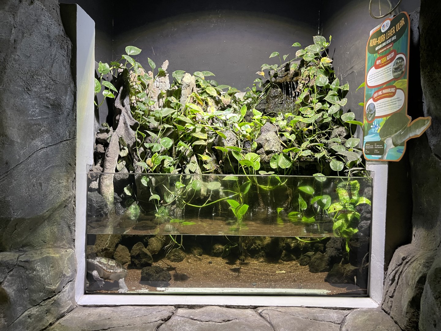 northern snake-necked turtle exhibit